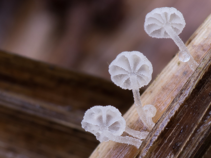 Resinomycena saccharifera